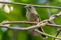 Black-browed Fulvetta Alcippe grotei eremita