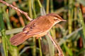 Black-browed Reed Warbler Acrocephalus bistrigiceps