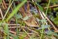 Black-browed Reed Warbler Acrocephalus bistrigiceps