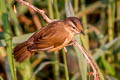 Black-browed Reed Warbler Acrocephalus bistrigiceps