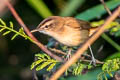 Black-browed Reed Warbler Acrocephalus bistrigiceps