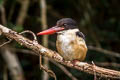 Black-capped Kingfisher Halcyon pileata