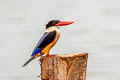 Black-capped Kingfisher Halcyon pileata