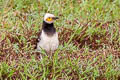 Black-collared Starling Gracupica nigricollis