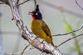 Black-crested Bulbul Rubigula flaviventris johnsoni