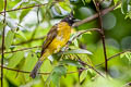 Black-crested Bulbul Rubigula flaviventris johnsoni