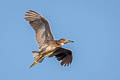 Black-crowned Night Heron Nycticorax nycticorax nycticorax 