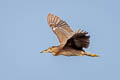 Black-crowned Night Heron Nycticorax nycticorax nycticorax 