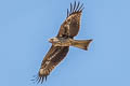 Black-eared Kite Milvus migrans lineatus