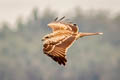 Black-eared Kite Milvus migrans lineatus