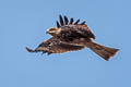 Black-eared Kite Milvus migrans lineatus