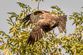 Black-eared Kite Milvus migrans lineatus