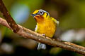 Black-eared Shrike-babbler Pteruthius melanotis melanotis