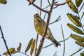 Black-faced Bunting Emberiza spodocephala sordida