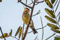 Black-faced Bunting Emberiza spodocephala sordida