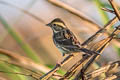 Black-faced Bunting Emberiza spodocephala sordida