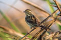 Black-faced Bunting Emberiza spodocephala sordida