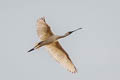 Black-faced Spoonbill Platalea minor 