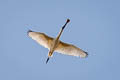 Black-faced Spoonbill Platalea minor 