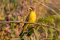 Black-headed Bunting Emberiza melanocephala