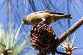 Black-headed Greenfinch Chloris ambigua ambigua