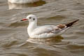 Black-headed Gull Chroicocephalus ridibundus