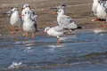 Black-headed Gull Chroicocephalus ridibundus