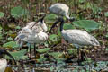 Black-headed Ibis Threskiornis melanocephalus 