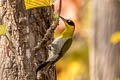 Black-headed Woodpecker Picus erythropygius erythropygius