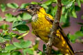 Black-hooded Oriole Oriolus xanthornus xanthornus 