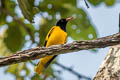 Black-hooded Oriole Oriolus xanthornus xanthornus 