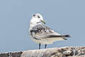 Black-legged Kittiwake Rissa tridactyla pollicaris 