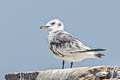 Black-legged Kittiwake Rissa tridactyla pollicaris 