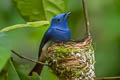 Black-naped Monarch Hypothymis azurea  prophata