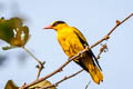 Black-naped Oriole Oriolus chinensis diffusus