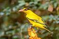 Black-naped Oriole Oriolus chinensis diffusus