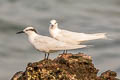 Black-naped Tern Sternula sumatrana sumatrana