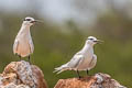 Black-naped Tern Sternula sumatrana sumatrana