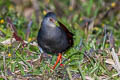 Black-tailed Crake Zapornia bicolor