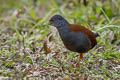 Black-tailed Crake Zapornia bicolor