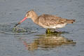 Black-tailed Godwit Limosa limosa melanuroides