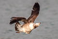 Black-tailed Gull Larus crassirostris