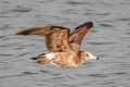 Black-tailed Gull Larus crassirostris