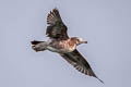 Black-tailed Gull Larus crassirostris