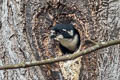 Black-thighed Falconet Microhierax fringillarius