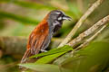 Black-throated Babbler Stachyris nigricollis