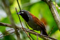 Black-throated Babbler Stachyris nigricollis