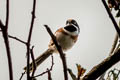 Black-throated Bushtit Aegithalos concinnus pulchellus