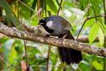 Black-throated Laughingthrush Pterorhinus chinensis lochmius