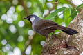 Black-throated Laughingthrush Pterorhinus chinensis lochmius